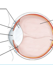Anatomie de l'oeil