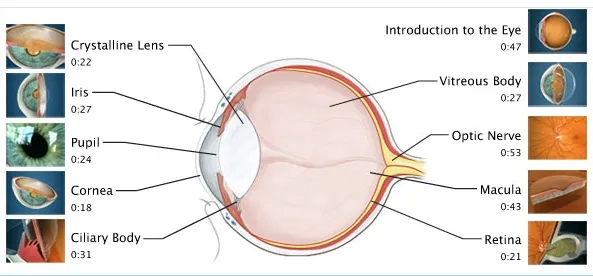 About the eye Keratoconus Canada
